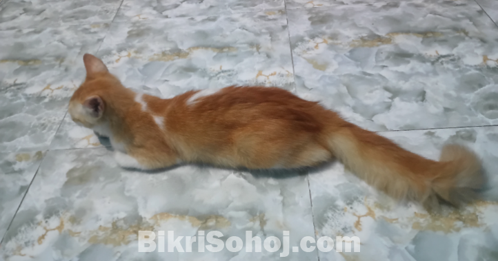 পার্শিয়ান মিক্স ব্রিড
